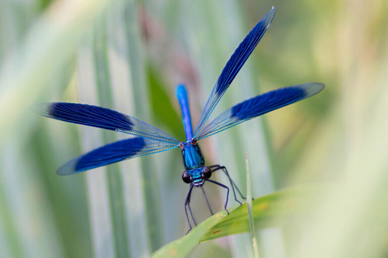 Gebänderte Prachtlibelle Calopteryx virgo