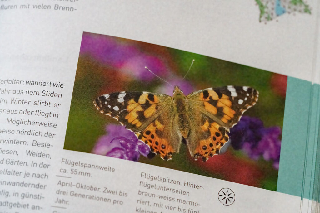 Neue Stadtfauna Schmetterling