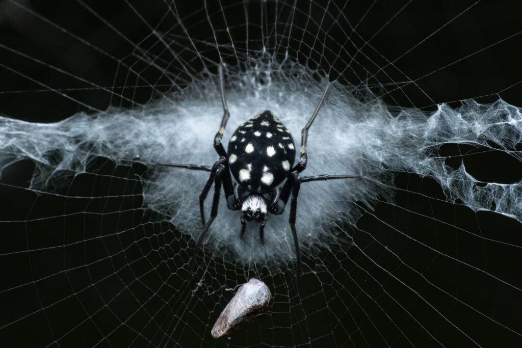 Echte Radnetzspinne Neogea nocticolor