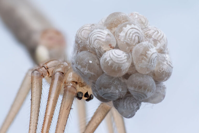 Grosse Zitterspinne Pholcus phalangioides