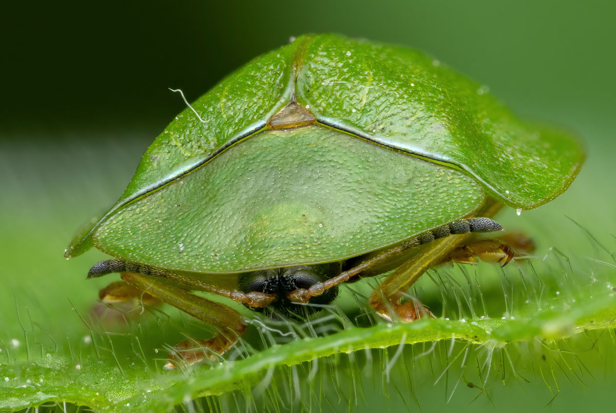 Grüner Schildkäfer Cassida viridis