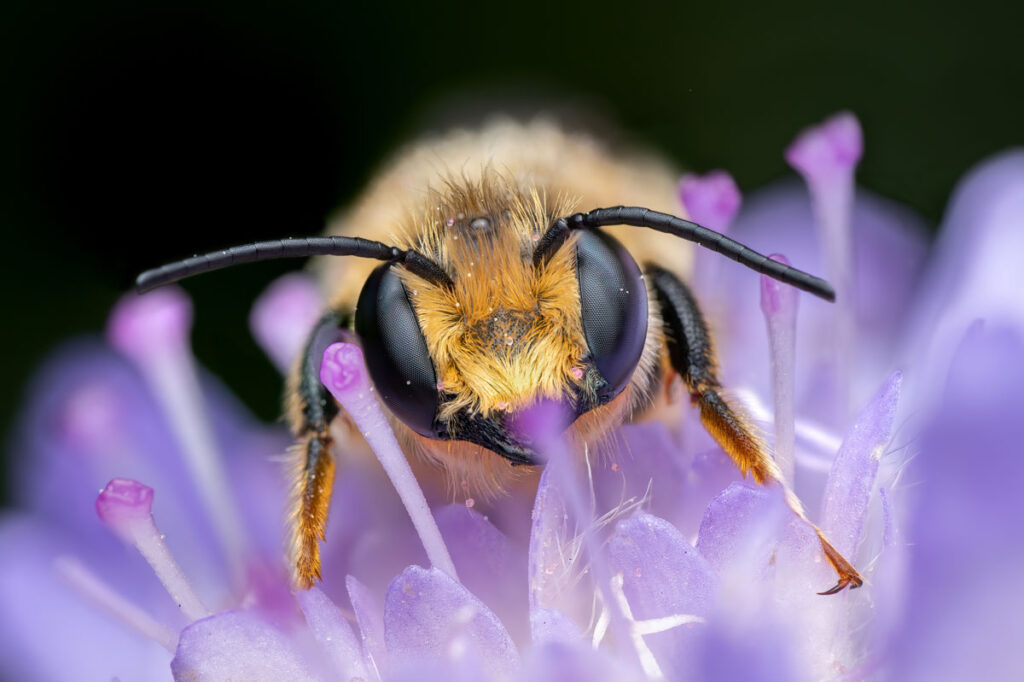 Mörtel-und Blattschneiderbiene Megachile