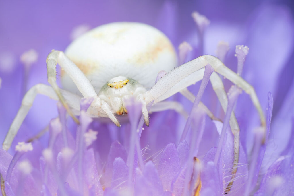 Veränderliche Krabbenspinne Weibchen Misumena vatia