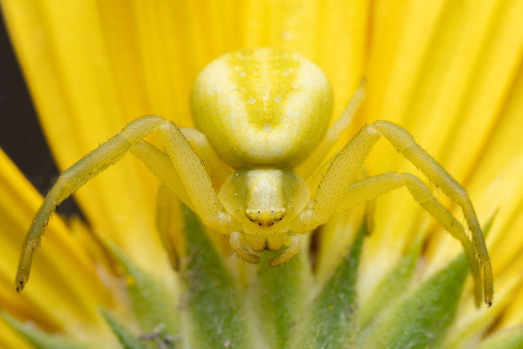 Veränderliche Krabbenspinne Weibchen Misumena vatia