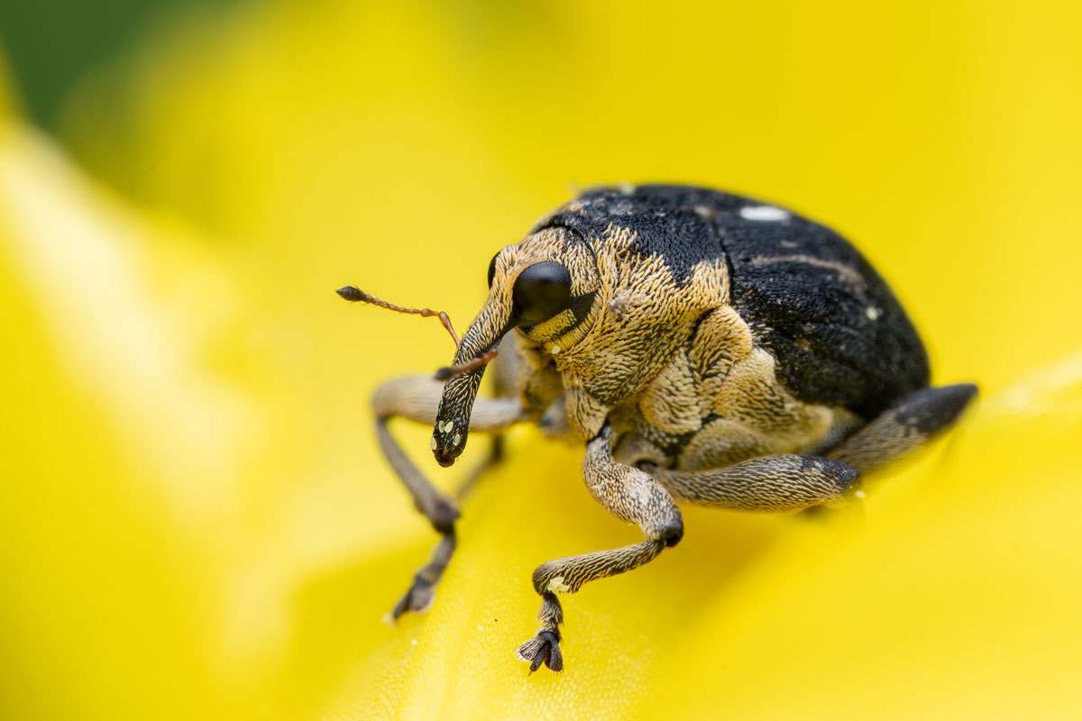 Weisspunktiger Schwertlilienrüssler Mononychus punctumalbum