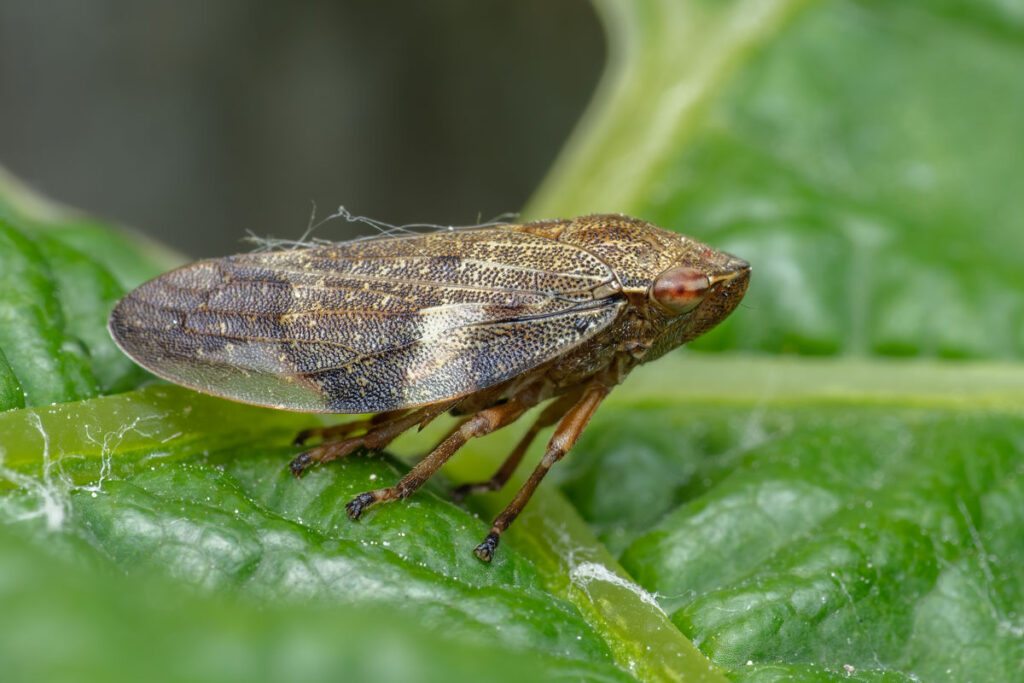 Wiesenschaumzikade Philaenus spumarius