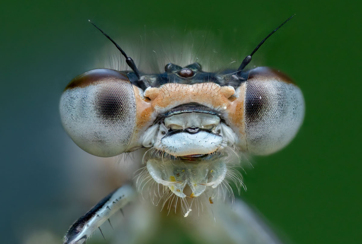 Hufeisen-Azurjungfer Männchen Coenagrion puella