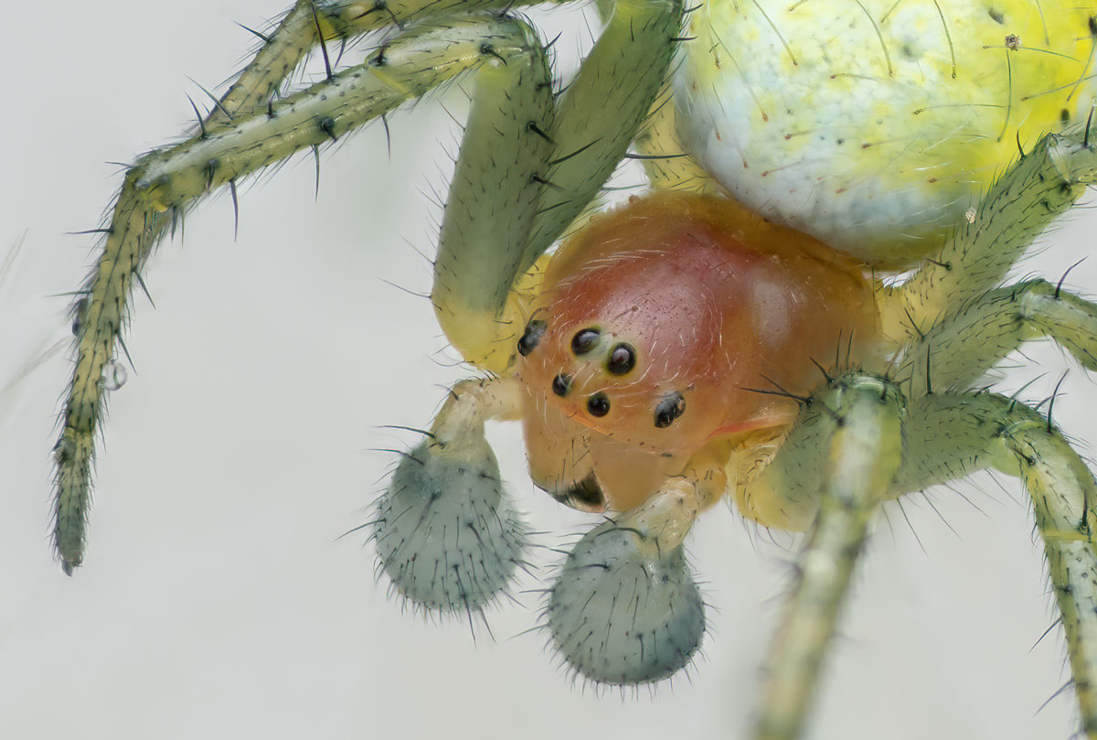 Kürbisspinne Männchen Araniella cucurbitina