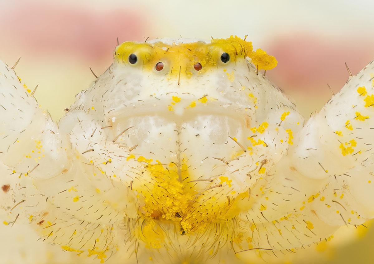 Veränderliche Krabbenspinne Weibchen Misumena vatia