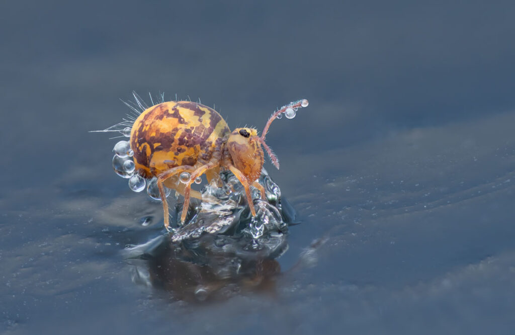 Bunter Kugelspringer Dicyrtomina ornata