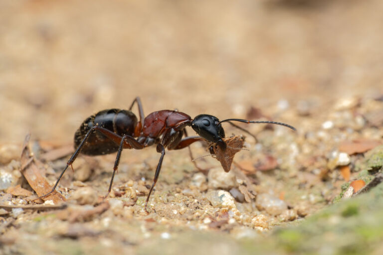 Braunschwarze Rossameise Camponotus ligniperda