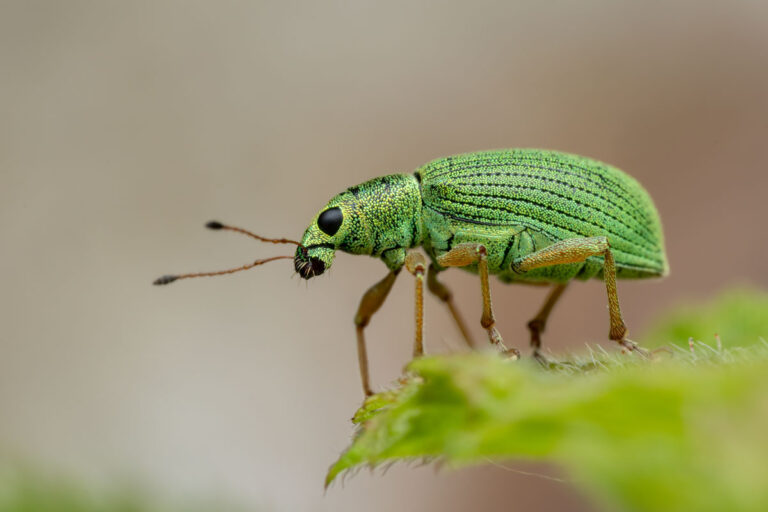 Seidiger Glanzrüssler Polydrusus gromosus